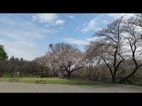 番外編:NO.56(県立保土ヶ谷公園)