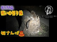 【心霊スポット】第六天の森の呪いの切り株_190222