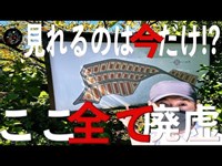 【廃虚】有名な「田浦廃村」近くに新たな廃墟群がっ！【横須賀市 市営月見台住宅】74戸すべて廃虚！！