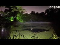 じゅんさい池公園（新潟）【心霊散歩生配信】ばけたん赤