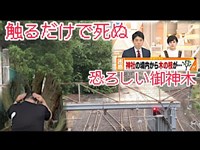 触るだけで祟りで死ぬという恐ろしい御神木に出会った！！　山梨編Vol2