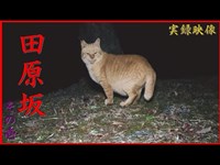 【心霊】熊本県：田原坂その１【ゲッティ】-Japanese haunted places-