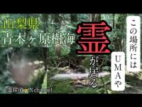 【青木ヶ原樹海】不思議な動きをする光。やはり怖い場所だった… #心霊 #心霊スポット #心霊現象 #uma