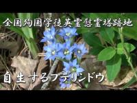 【全国殉国学徒英霊慰霊塔跡地に自生するフデリンドウ】珍しい花じゃありませんが、毎年この場所に多くのフデリンドウが咲きます。霊感の強い人はあまりおすすめしません。