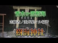 志願者の霊が集まる場所…青木ケ原樹海の神社　aokigahara