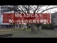 【心霊検証】 触ると祟られる？呪いの木の真相【福井県福井市】