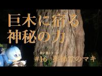 【心靈探訪】 大樹の発するパワーに身を任せて……　#16-薬師堂のマキ