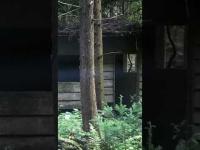 #Shorts 廃旅館を撮影したらさらに霊が写っていたのを見つけた時の話です