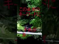 #Shorts 廃旅館を撮影した写真から視聴者の方が霊を見つけた時の話です