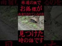 #Shorts 林道の奥地でお狐様が雨宿りされているのを見つけた時の話です
