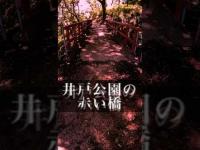 井戸公園の赤い橋#心霊スポット #心霊探訪 #心霊ユーチューバー #都市伝説 #有名 #噂  #岡山県 #スピリット調査隊　#橋　#公園   #恐怖 #心霊調査#怖い話