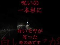 #Shorts 呪いの一本杉に白いモヤが写った時の話です