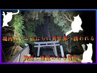 千葉県心霊スポット『思井神隠し神社』