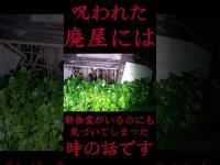 #Shorts 呪われた廃屋には動物霊がいるのにも気づいてしまった時の話です