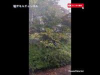 新潟県近県心霊スポット探訪  福島県東山温泉  アネックスシンフォニー。看護師が殺◯された場所！2025.10.11_Full HD 1080p.mp4