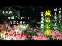 【まるでサイレントヒル…後編】私はここにいるよ…本丸跡…珍しいたばこ神社…そこにいたのは…【後編】