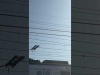 Morinji Mae Railroad Crossing Healing in Tatebayashi, Gunma Japan on 01/27/2026