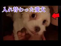 【実在】教えていない芸を完璧にこなす愛犬…入れ替わった!?海外・国内の恐怖映像10選