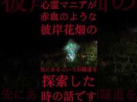 #Shorts 心霊マニアが赤血のような彼岸花畑の先にあるという旧隧道を探索した時の話です