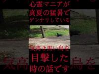 #Shorts 心霊マニアが真夏の猛暑でゲンナリしている気高き黒い鳥を目撃した時の話です