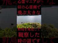 #Shorts 心霊マニアが昼の心霊湖で飛ぶ大きな野鳥を発見して観察した時の話です
