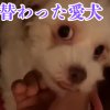 誾千代の恐怖映像紹介チャンネルのアイコン
